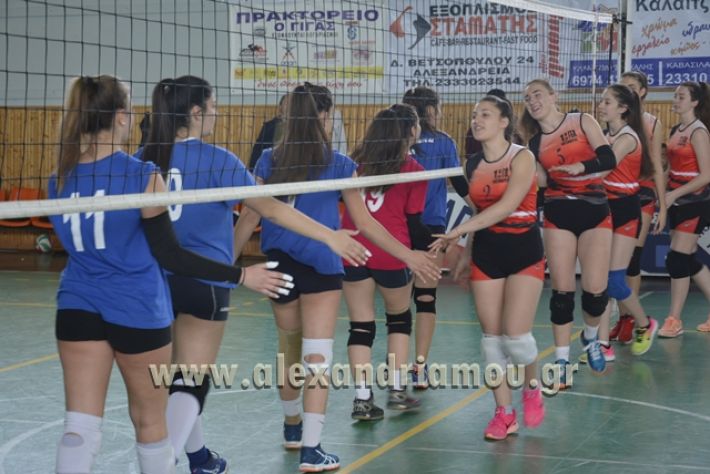 volley _1ogel-kassandra010